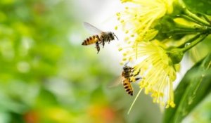 Des scientifiques australiens découvrent que le venin des abeilles serait efficace contre le cancer du sein