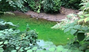 Une rivière verte fluo