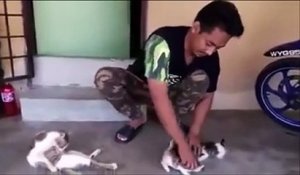 Technique incroyable pour endormir des chatons