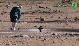 Il se met à l'eau pour sauver une impala coincée dans la boue