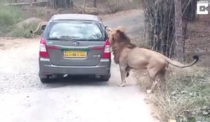Ce lion a décidé de croquer une voiture