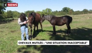 Chevaux mutilés : un suspect interpellé