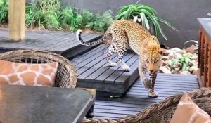 En Afrique du Sud, un léopard a tapé l'incruste dans un restaurant