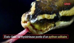 États-Unis : la mystérieuse ponte d'un python solitaire