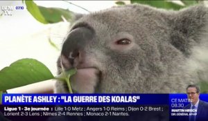 Une loi pour la préservation des koalas fait polémique en Australie