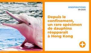 Depuis le confinement,  un rare spécimen de dauphins réapparait  à Hong Kong
