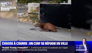 Un cerf se réfugie sur un chantier de Compiègne après une chasse à courre