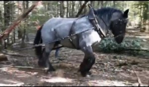 Des chevaux pour les travaux forestiers