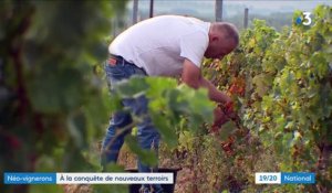 Nouveaux vignerons : quand le réchauffement climatique est une aubaine