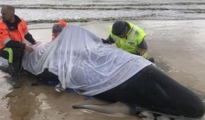 Australie : 380 globicéphales échoués dans une baie en Tasmanie ont perdu la vie