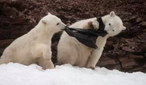 Ces images déchirantes montrent des ours polaires en train du manger du plastique, en Arctique