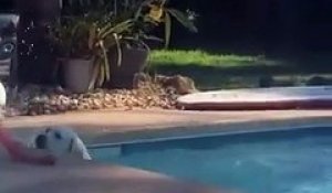 Ce gentil chien a porté secours à un autre chien tombé dans la piscine