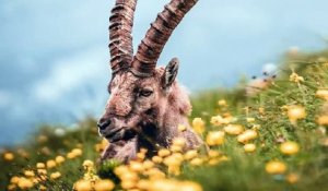 Dans les Pyrénées, un siècle après, le retour des bouquetins_IN