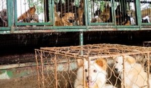 200 chiens d'une ferme aux enchères retrouvés dans des conditions insalubres et destinés à être mangés