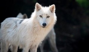 Un parc animalier détruit par la tempête Alex, un loup est mort et 7 autres sont portés disparus