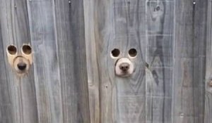Ce propriétaire de deux labradors a conçu des trous dans sa clôture pour que ses chiens puissent voir les passants