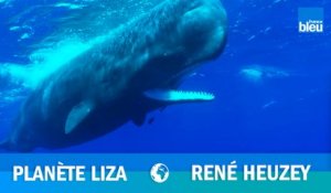 « Les combats entre géants des mers ont existé » selon René Heuzey