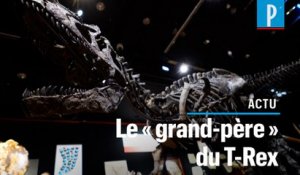 Vieux de 150 millions d'années, un ancêtre du T-Rex mis aux enchères à Paris