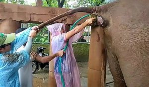 Quand tu dois aider un éléphant constipé