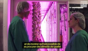 Fermes sur les toits, fraises en conteneurs : en France, une “révolution agricole” est en cours