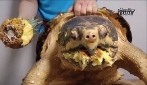 Cette tortue serpentine a une mâchoire surpuissante