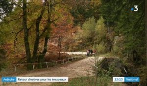 Ardèche : l'heure du retour d'estive est arrivée pour les troupeaux de brebis