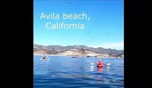 Deux kayakistes dans la gueule d'une baleine