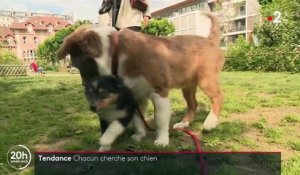Confinement : boom des adoptions de chiens, les associations mettent en garde contre l'abandon