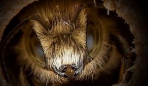 Il photographie des abeilles aux détails saisissants grâce à un macro zoom