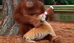 Un orang-outan nourrit des bébés tigres