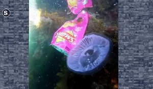 Cette magnifique méduse nage avec un paquet de chips... l'état de la planète résumé en 1 vidéo