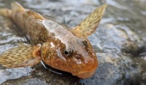 En Roumanie, des biologistes lancent un plan d'action pour sauver l'Asprete, un poisson vieux de 65 millions d'années