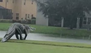 Floride : un alligator d'une taille impressionnante a été aperçu sur un terrain de golf
