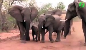 Des touristes se retrouvent face à un troupeau d'éléphants en colère... flippant