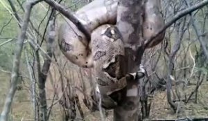 Il découvre un python emmêlé dans un arbre... Animal impressionnant