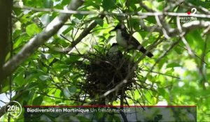 Martinique : la fragile biodiversité de l’île