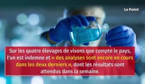 Covid-19 : un élevage de visons contaminé en France