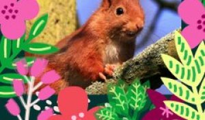 Brèves de nature sauvage à Paris : L’écureuil roux