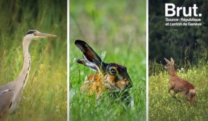 De la Suisse à l'Alaska… comment la chasse est-elle réglementée à travers le monde ?