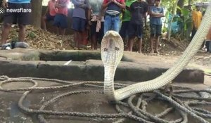 Ces villageois sauvent un magnifique cobra albinos tombé dans un puits