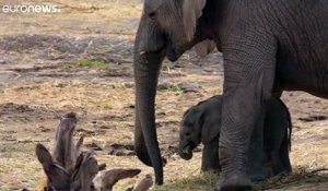 Confrontée à la sécheresse, la Namibie va vendre des éléphants