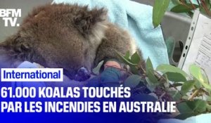 61.000 koalas touchés par les incendies en Australie