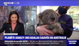 Planète Ashley - 14 koalas blessés lors des incendies en Australie en janvier dernier ont été remis en liberté