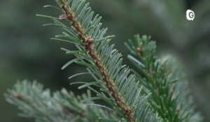 Reportage - Le marché aux sapins est de retour