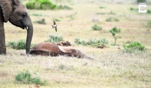 Cette maman éléphant chatouille son petit avec sa trompe