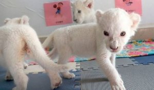 Quatre lionceaux blancs très rares sont nés dans un zoo en Chine