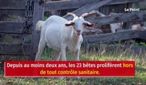 Une meute de chèvres sauvages sème le trouble en Normandie
