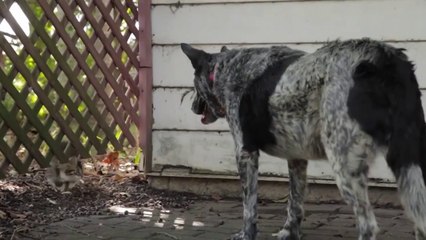 Un Bebe Chat Joue Avec La Queue D Un Gros Chien Trop Mignon Sur Orange Videos