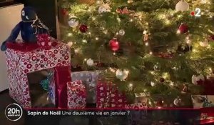 Sapin de Noël : un repas pour les chèvres