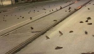 Italie : les rues de Rome jonchées d'oiseaux, morts de peur à cause des feux d'artifice tirés pendant le nouvel an